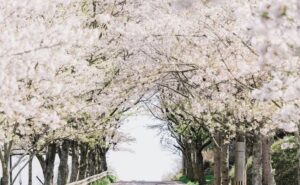 垣生公園の桜