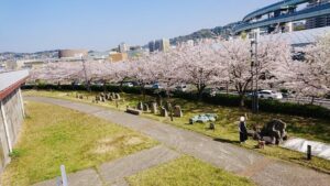 東田第一高炉跡の桜